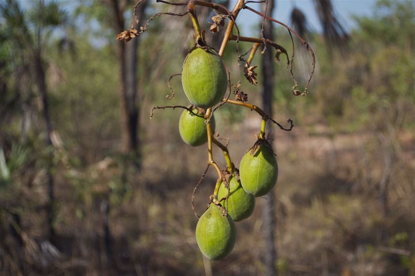 An interesting-looking fruit (that I couldn't identify) growing near the confluence point