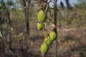 #7: An interesting-looking fruit (that I couldn't identify) growing near the confluence point