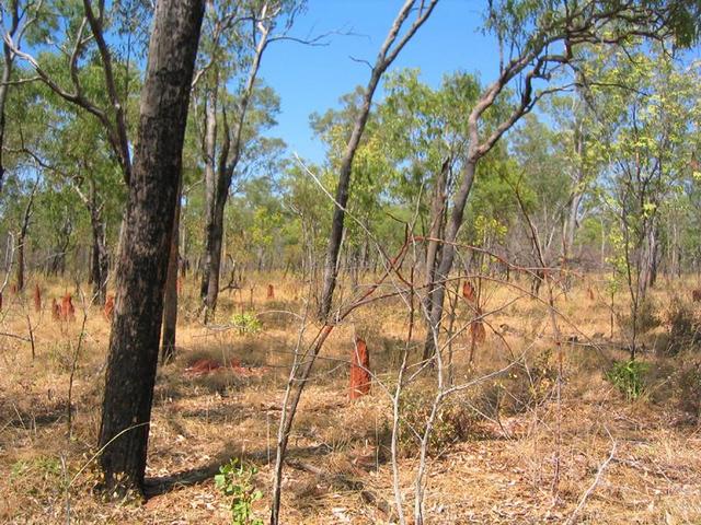 General view (note - the baby termite mound in centre of pic is just in front of the confluence)