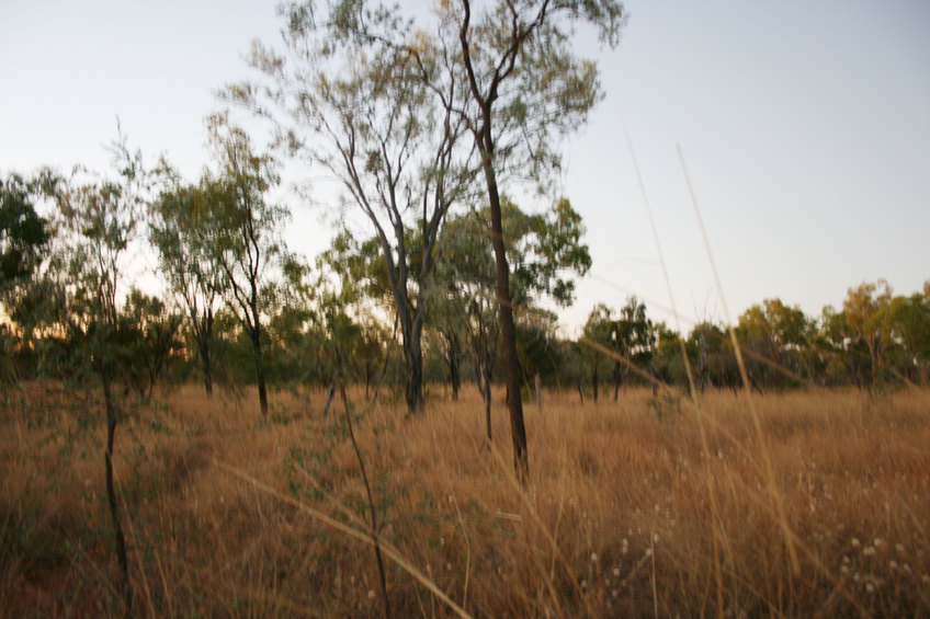 View of the confluence, which is in front of and to the right of the tree in the foreground