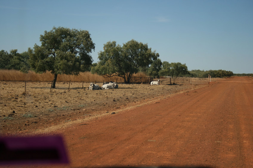 Cattle relaxing near a cattle grid