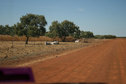 #11: Cattle relaxing near a cattle grid