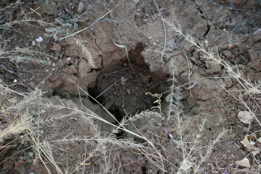 Hoof print set in dried soil