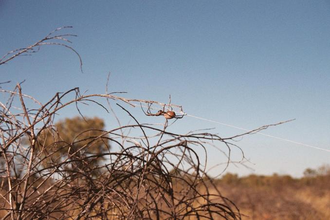 Spiders along the trail