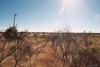 #1: General area of confluence (left of bush)