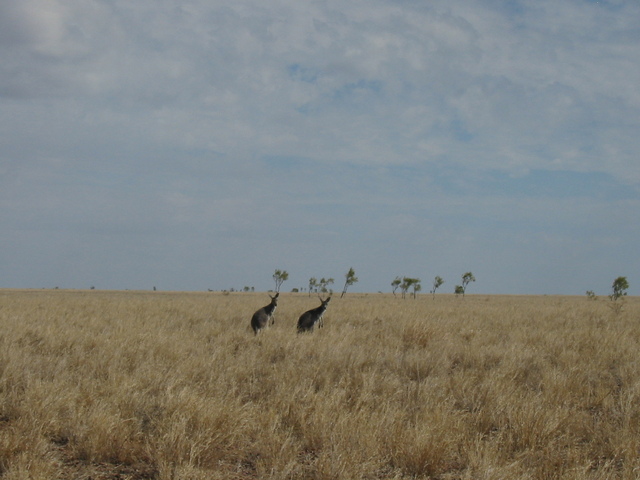 A couple of kangaroos