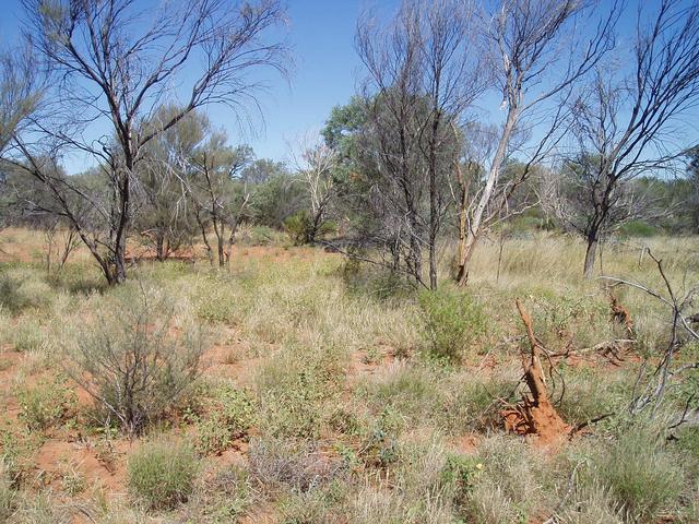 22S 132E confluence 5m ahead between shrub and upturned tree root