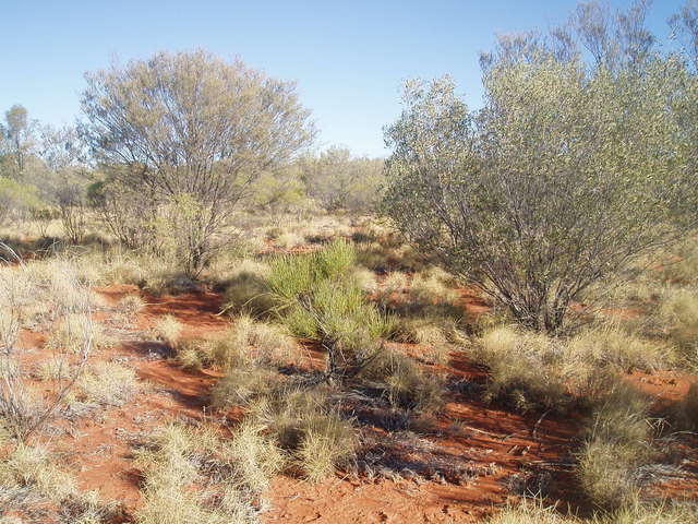 22S 134E looking south-east at the confluence 5m ahead at green shrub.