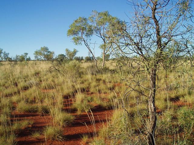 Lookingnorth towards confluence 5m ahead (between the trees)