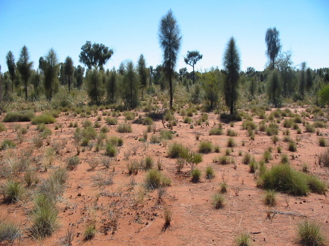 View to  confluence from 80 m SE