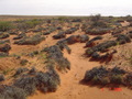 #3: View from confluence looking north