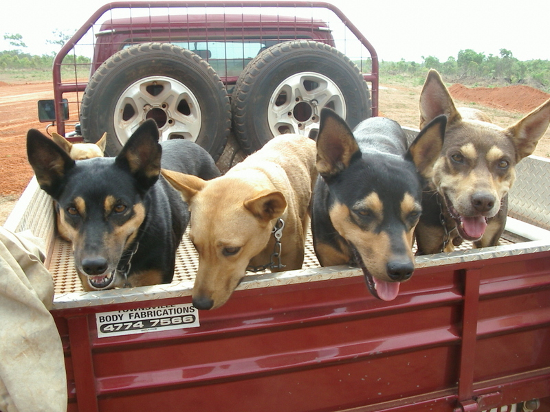 Some of the working dogs at Bramwell Station. This shot was taken amidst much excitement and anticipation while awaiting the first ever landing of a mail plane at the station, on the newly completed gravel airstrip.