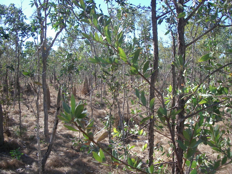 View from the confuence point, facing north.