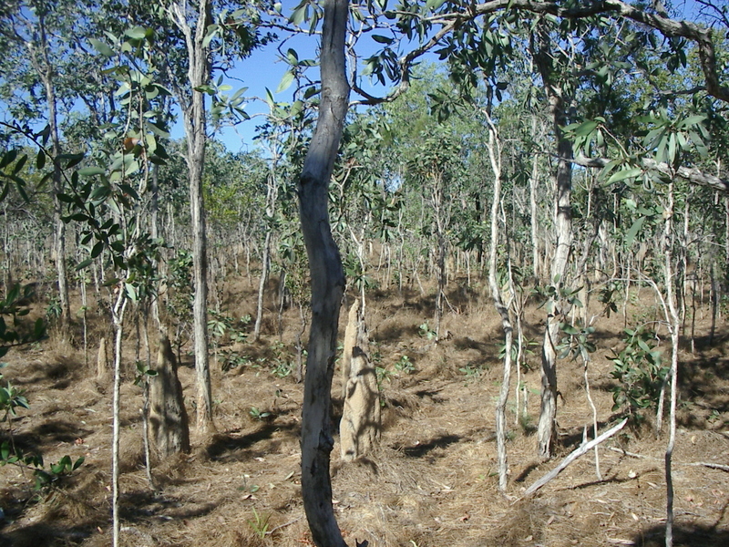 View from the confuence point, facing east.