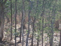 #4: View from the confuence point, facing west. Note the large <b>wallaby</b>.