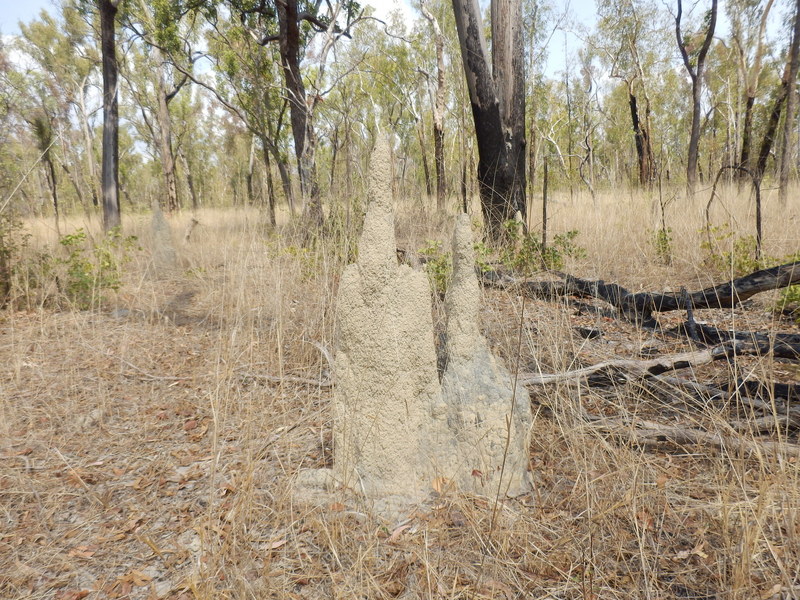 Typical Termite Mound