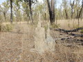 #10: Typical Termite Mound