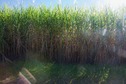 #2: View West (across the farm path, into the late-afternoon sun)