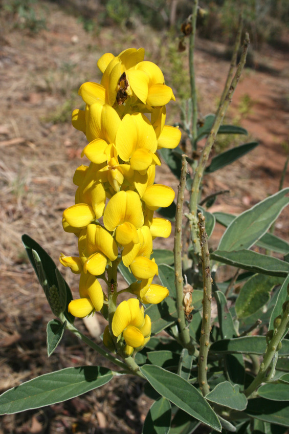 Wild Flowers