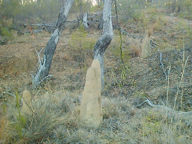 Looking southwest from the confluence at an anthill.