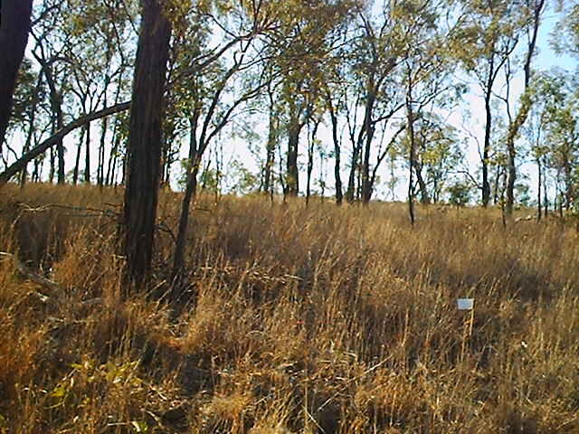 View east up the hill, flag marks the confluence