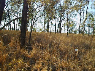 #1: View east up the hill, flag marks the confluence