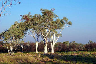 #1: Snappy Gums at the confluence.