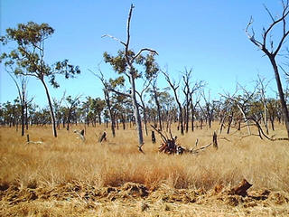 #1: Looking northeast towards the confluence