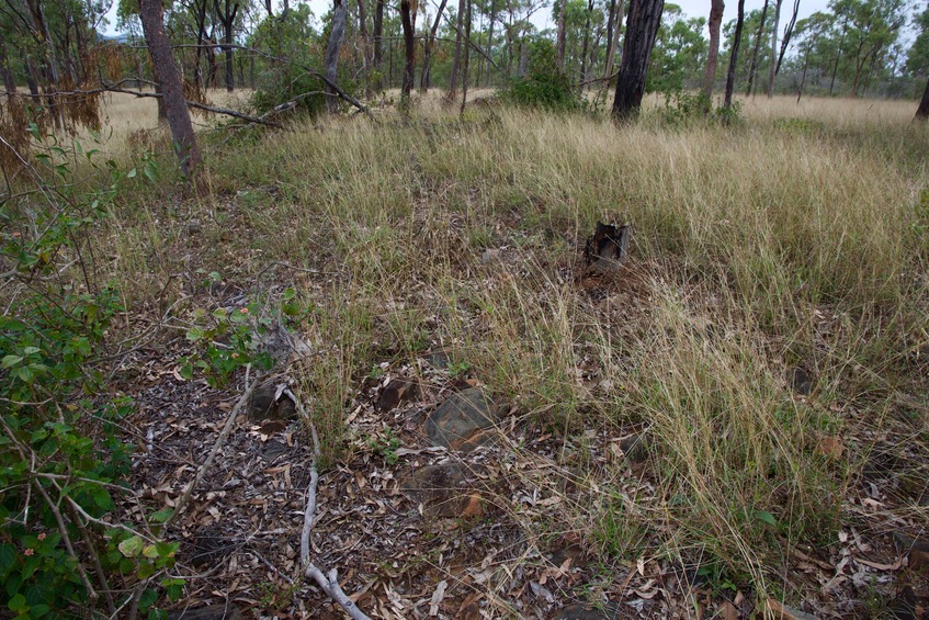 The confluence point lies among thinly-spaced gum trees, just 100 m east of a road