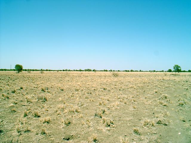 View west. Mother and joey kangaroo are jumping away in the right of picture.