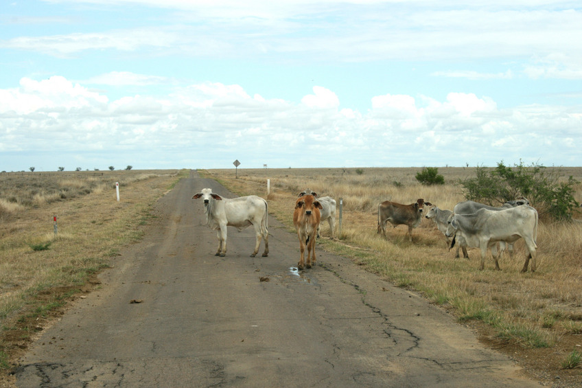 Cattle on the Richmond Winton Road