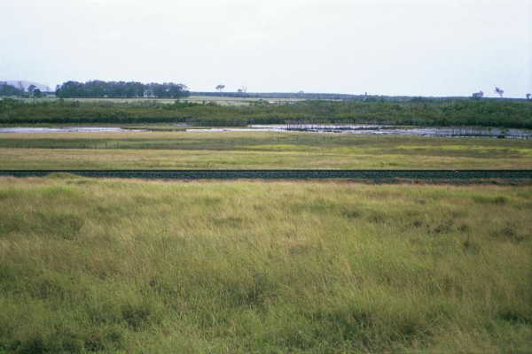 Looking towards the confluence (400m away; probably within the swampy area)