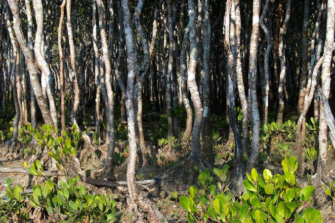 Mangroves up close.