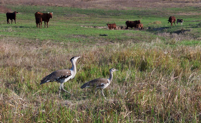 Bustards.