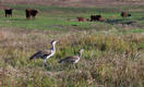 #4: Bustards.