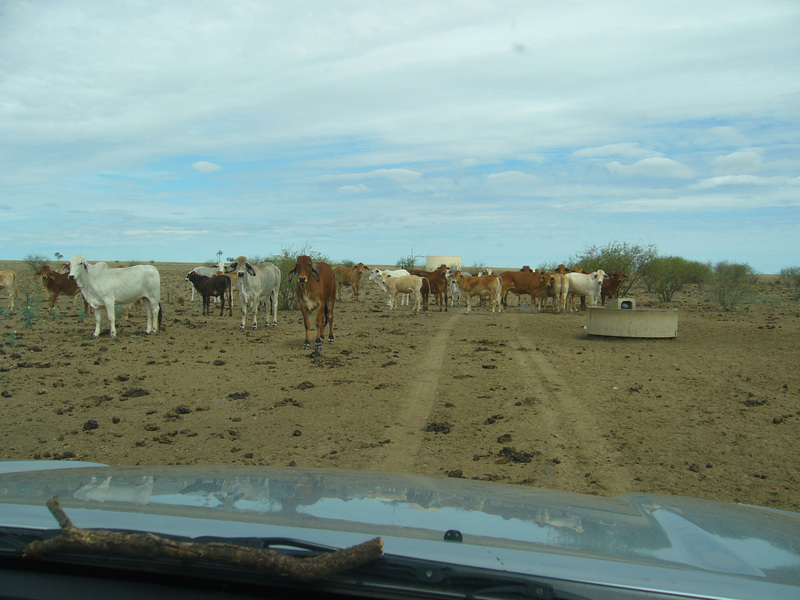 Cattle by water trough