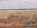 #7: View from the top of small rock outcrop nr confluence 23S 139E