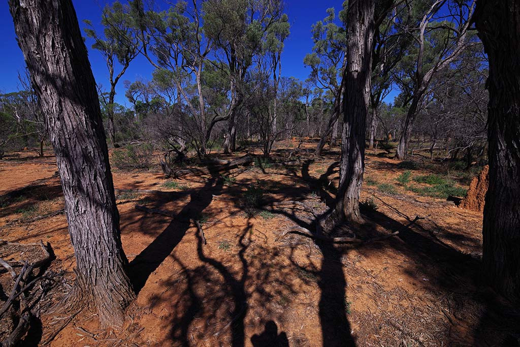 General Area looking at the confluence from 100 metres away