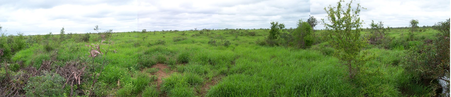 Panorama around the confluence