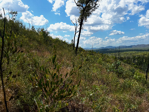 #1: The confluence point lies on an East-facing slope.  (This is also a view to the North, along the slope.)