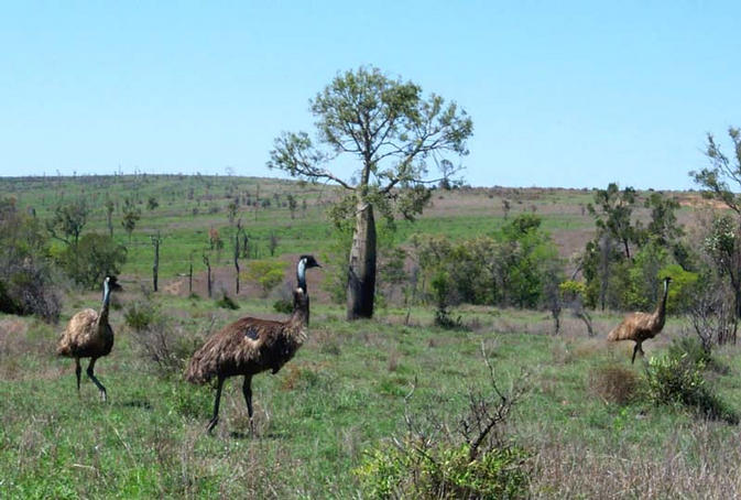 Emus