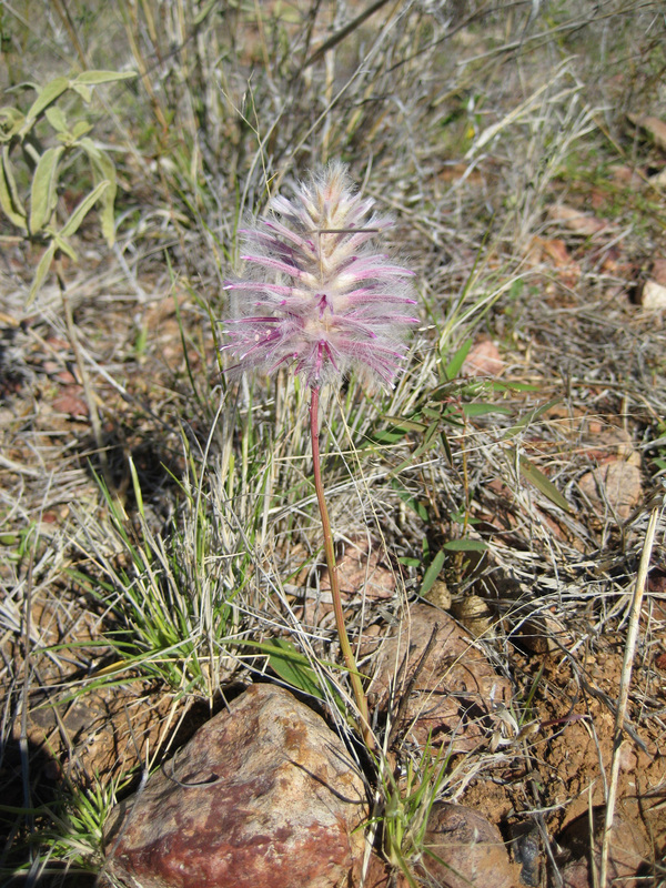 Local flower wishing to be seen