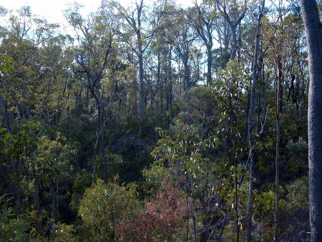 Downhill through forest