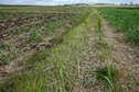 #5: The confluence point lies in this gap between two sugar cane fields