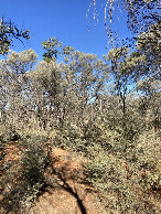 #4: South view with many mulga trees on the bank of the creek