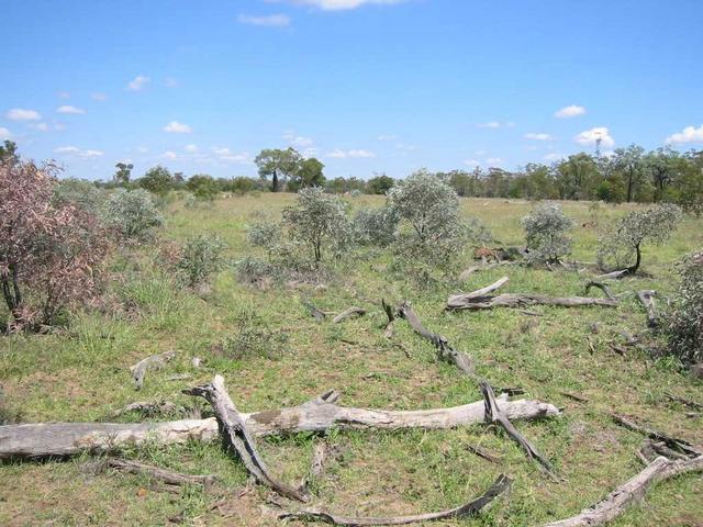 At the spot looking west, with a Bottle tree in the distance