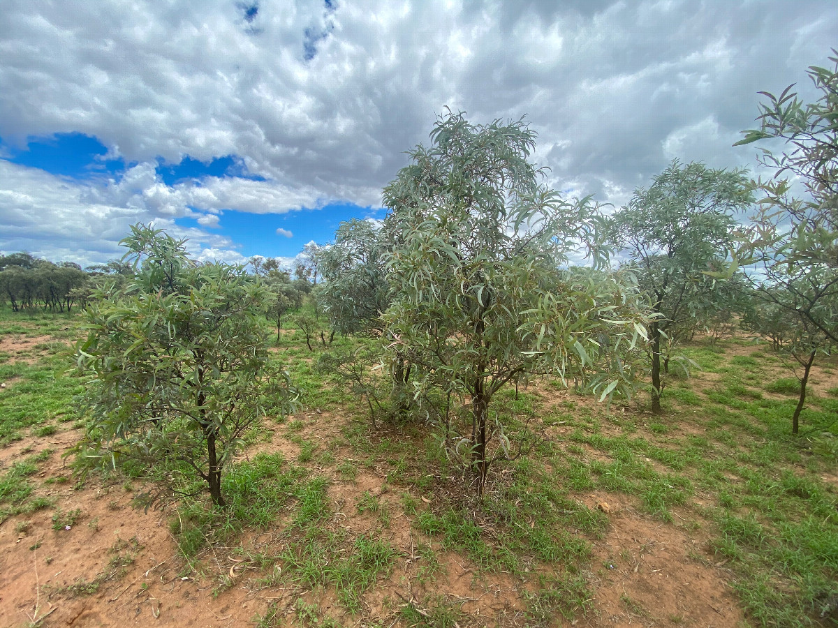 View North (across Clara Creek Road)