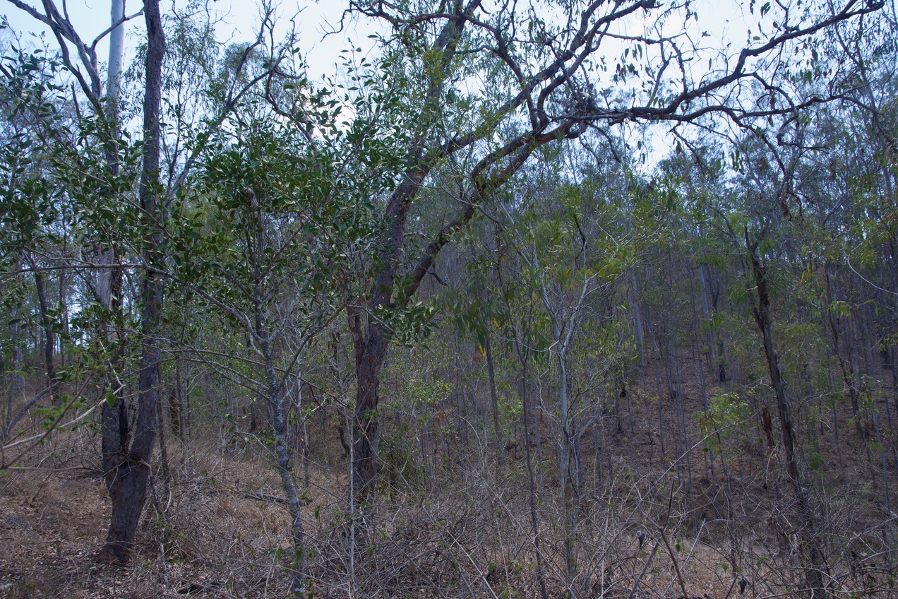 The confluence point lies on a forested hillside, next to a creek bed.  (This is also a view to the West, over the creek bed.)