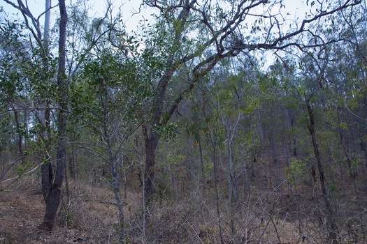 #1: The confluence point lies on a forested hillside, next to a creek bed.  (This is also a view to the West, over the creek bed.)