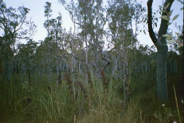 A view from the confluence point